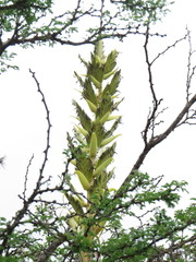 Tillandsia bourgaei