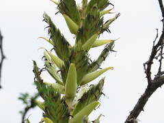 Tillandsia bourgaei