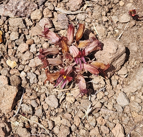 Image of Aphyllon corymbosum by (c) Kate Crowell Walker, some rights reserved (CC BY)