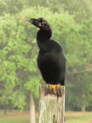 Anhinga