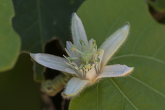 Passiflora cisnana