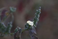 Henrya insularis
