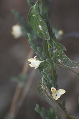 Henrya insularis