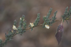 Henrya insularis
