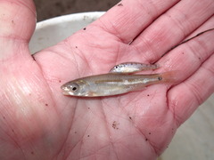 Percopsis omiscomaycus