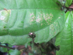 Zygogramma violaceomaculata