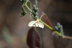 Henrya insularis