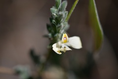 Henrya insularis