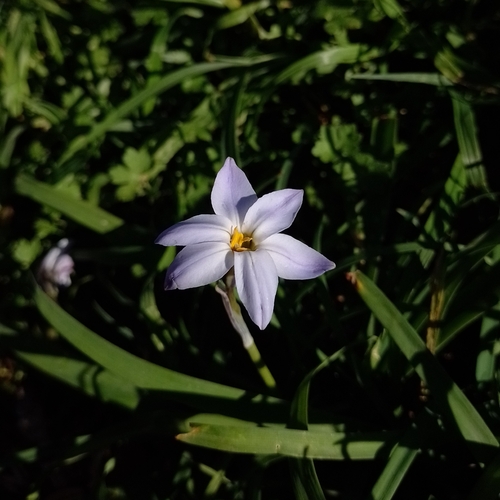 Spring starflower