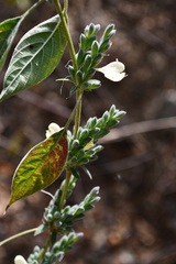 Henrya insularis