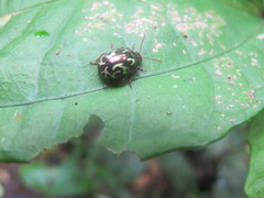 Zygogramma violaceomaculata