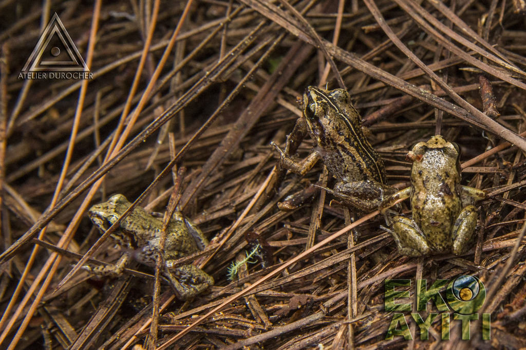 Macaya Bushfrog