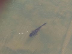 Steindachneridion melanodermatum