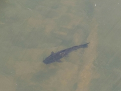 Steindachneridion melanodermatum