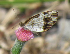 Janatella leucodesma