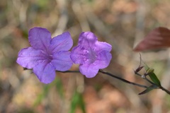 Ruellia breedlovei