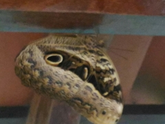 Caligo beltrao