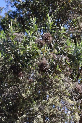 False Olive (Buddleja saligna)