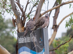 Streptopelia chinensis