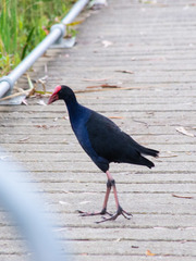 Porphyrio melanotus