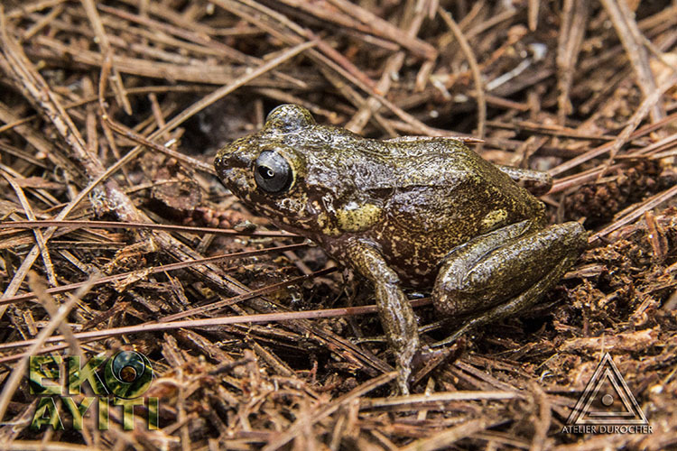 La Hotte Glanded Frog