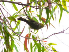 Ptilotula penicillata