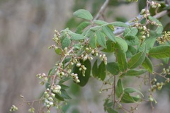 Rhus terebinthifolia