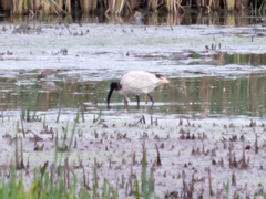 Threskiornis molucca