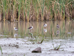 Vanellus miles novaehollandiae