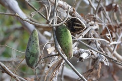 Marsdenia gualanensis