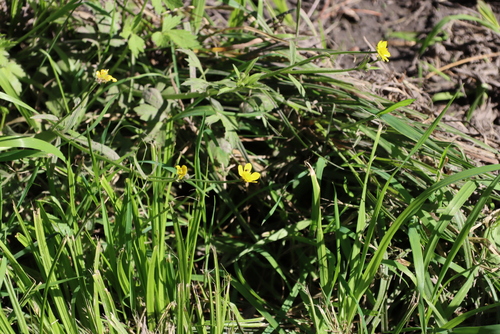 Image of Ranunculus multifidus by (c) Tony Rebelo, some rights reserved (CC BY-SA)