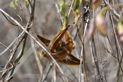 Prestonia mexicana