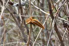 Prestonia mexicana