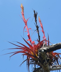 Tillandsia belloensis