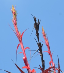 Tillandsia belloensis