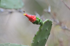 Opuntia dejecta