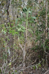 Opuntia dejecta