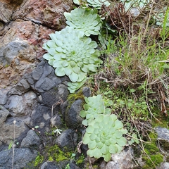 Aeonium glandulosum image