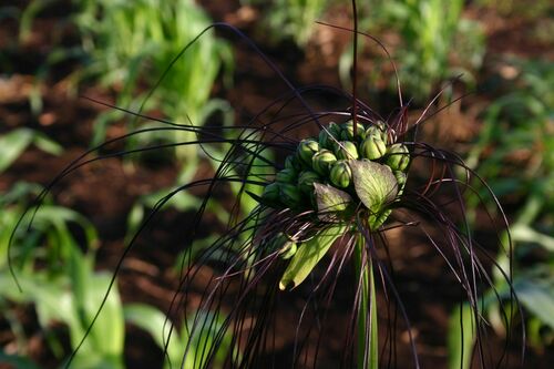 Tacca leontopetaloides image