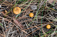 Strobilurus tenacellus