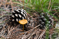 Strobilurus tenacellus