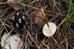 Strobilurus tenacellus