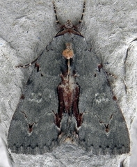 Catocala grynea