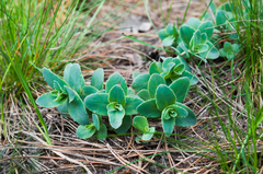 Hylotelephium telephium