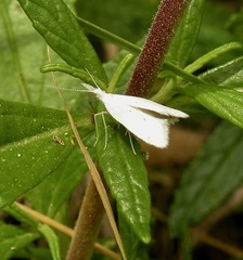 Euceratia castella