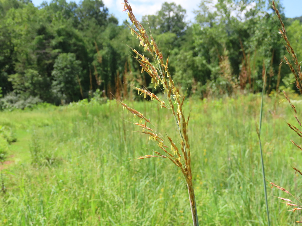 Indiangrass In August 2023 By Chuck Cantley Inaturalist