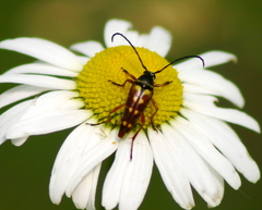 Typocerus velutinus