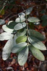 Lonchocarpus rugosus