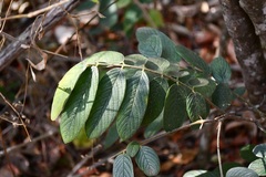 Lonchocarpus rugosus