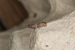 Lasiosticha canilinea